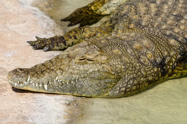 Der in der heißen Sonne ruhende Alligator — Stockfoto