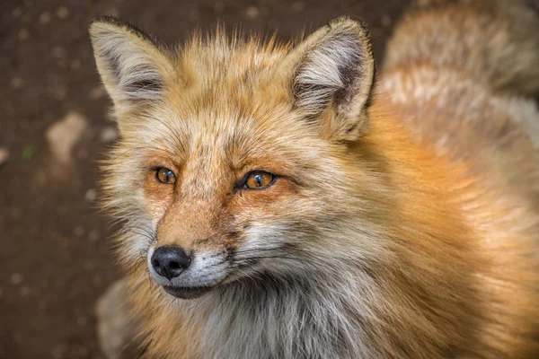 De nieuwsgierige Vos kijken van de fotograaf — Stockfoto