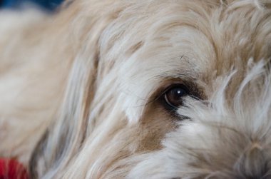 Çoban köpeği brie