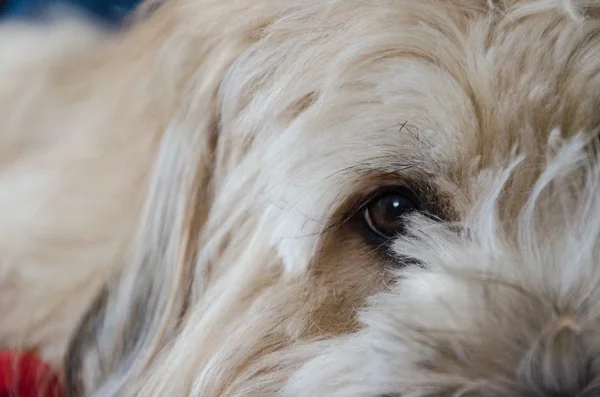 Un perro pastor brie — Foto de Stock