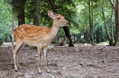 Benim için poz geyik