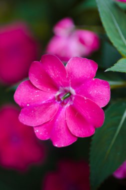 Büyük fuşya çiçek