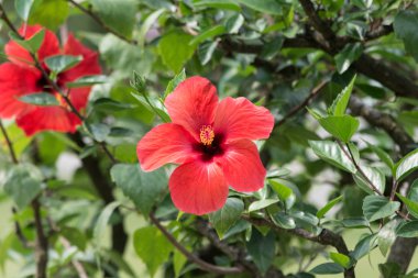 Çim kırmızı çiçekler