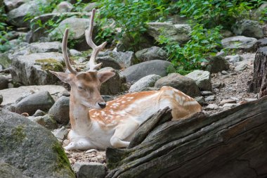 Ormanda uyuyan geyik