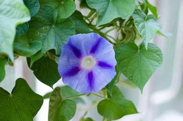 Glória manhã azul — Fotografia de Stock