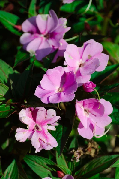 Kleine rosa Blüten — Stockfoto