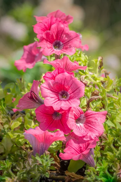 Rosa Blumen im Sonnenuntergang — Stockfoto