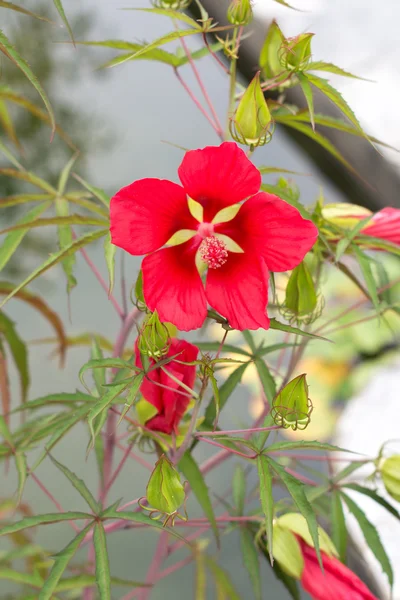 Rote Blumen 2 — Stockfoto