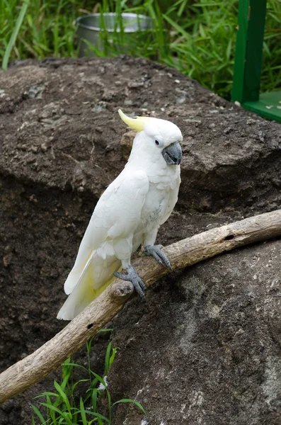 Білий папуга в дикій природі — стокове фото