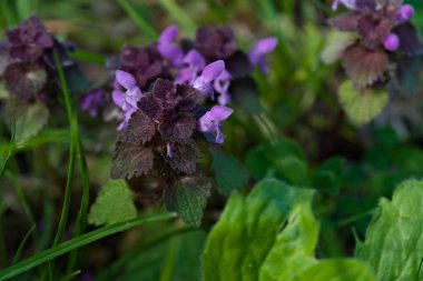 Mor, ölü ısırgan otları güneşin altında vahşi bir çayırda yetişir.
