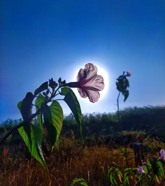 Λουλούδι Που Αντιμετωπίζει Ήλιος Άμεσα — Φωτογραφία Αρχείου