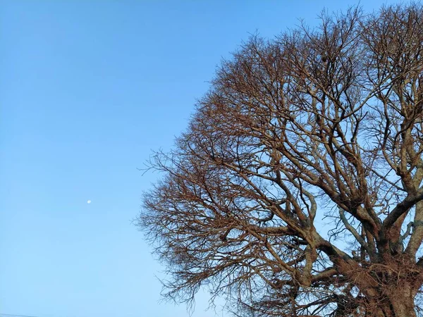 Tree Leaves Moon Sky — Stock Photo, Image