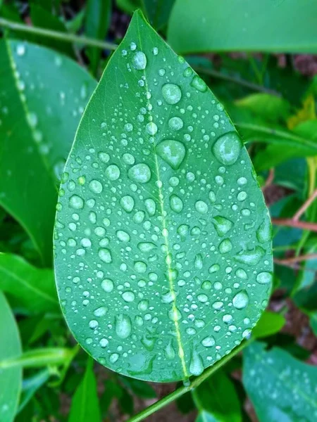 Капли Воды Зеленый Лист — стоковое фото