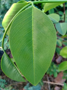 Yeşil yaprağı kapat 