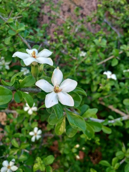 森林里的白花 — 图库照片