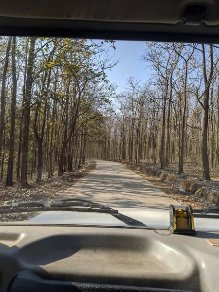 Conducir Través Del Camino Forestal Que Está Cubierto Por Árboles — Foto de Stock