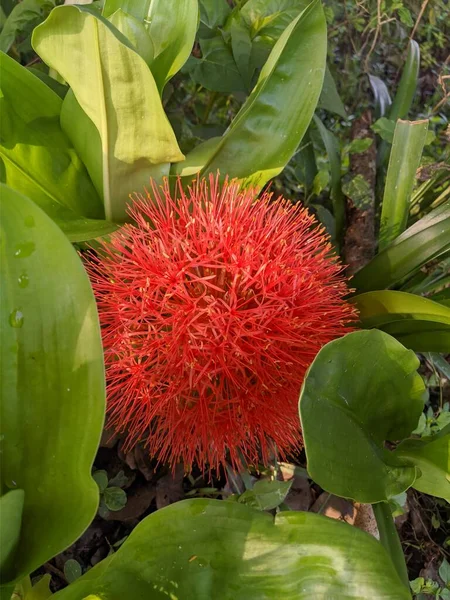 Große Rote Blume Runder Form — Stockfoto