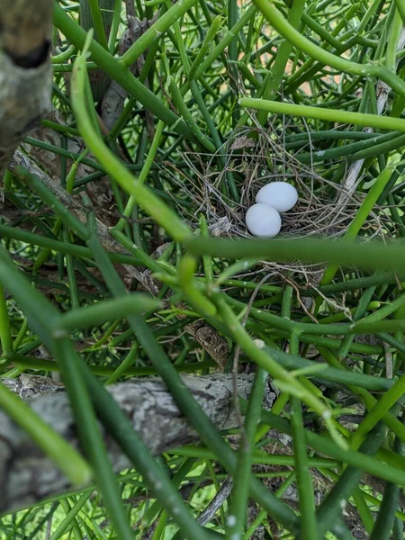 Eieren Het Nest Groene Boom — Stockfoto