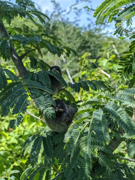 Vogelbaby Sitzt Baum — Stockfoto