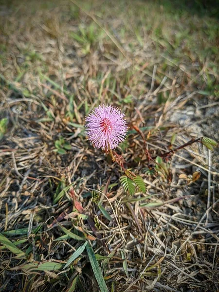 Shameplant Mimosa Pudica Árvore Sensível Flor — Fotografia de Stock