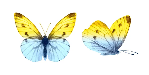 セット 白に隔離された2つの美しい蝶 翼を広げ 飛行中の蝶 青から黄色への色の移行 — ストック写真