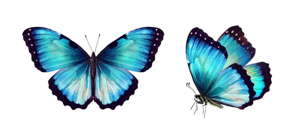 Establecer Dos Hermosas Mariposas Tropicales Color Azul Turquesa Con Alas —  Fotos de Stock