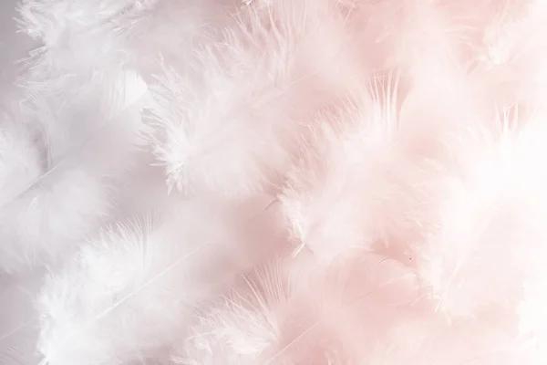 鳥の羽のマクロ写真に基づいて美しく 非常に軽いピンクの背景画像 — ストック写真