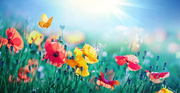 Brillantes Flores Amarillas Rojas Amapolas Una Mariposa Revoloteando Contra Cielo — Foto de Stock