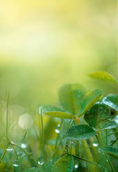 Naturlig Vår Sommar Bakgrund Klöver Gräs Löv Dagg Droppar Närbild — Stockfoto