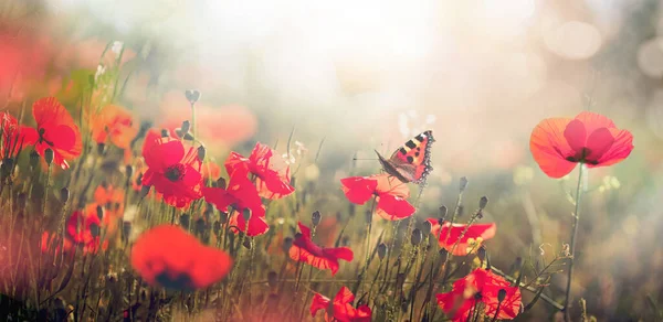 Natural Landscape Blooming Field Poppies Sunset Poppies Flowers Butterfly Nature — Foto de Stock