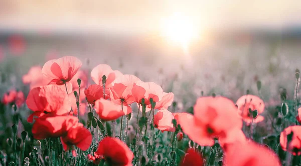 Beautiful Flowers Poppies Evening Light Sun Nature Close Natural Spring — Foto de Stock