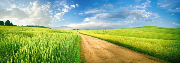 Прекрасний Літній Сільський Природний Пейзаж Полями Молода Пшениця Блакитне Небо — стокове фото