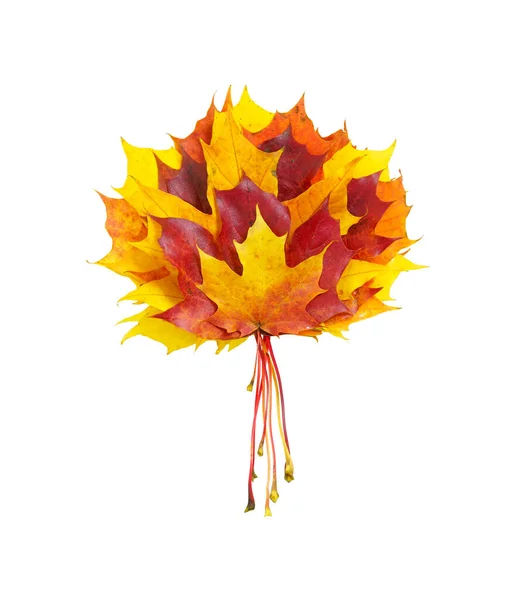 Creative composition on autumn theme - bouquet of natural maple leaves of yellow, orange, red, burgundy flowers isolated on white background.