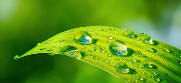 Grote Prachtige Druppels Dauw Regen Gras Ochtend Zonlicht Natuur Buiten — Stockfoto