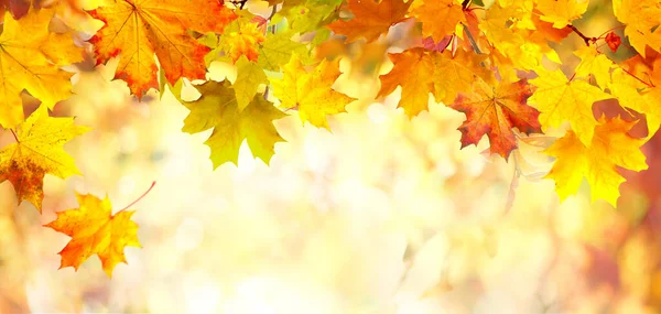 オレンジ色 赤のカエデの葉の境界線がある美しい秋の自然背景は 柔らかいぼやけたボケで太陽の光を背景にしています ストック画像
