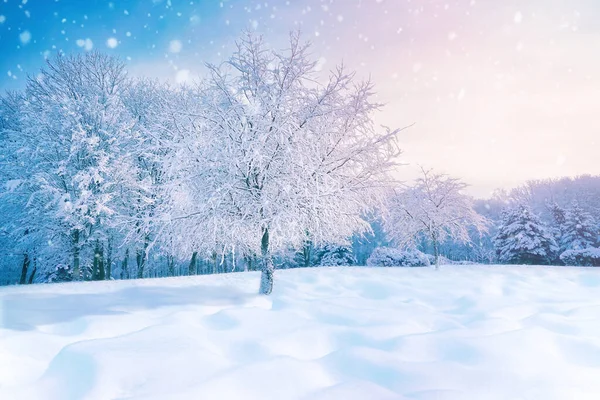 Hermoso Paisaje Invierno Bosque Resplandor Con Árbol Cubierto Nieve Helada — Foto de Stock