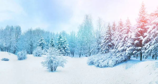 Beautiful winter landscape with snow, forest snow-covered fir trees, blue sky in shining sunny day. Wide panorama format.