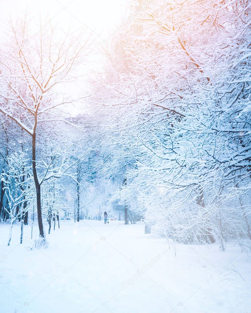 Beautiful alley in the park in winter with trees covered with snow and hoarfrost. Girl in distance walking with a dog. Beautiful artistic image of winter. Tinted blue and pink.