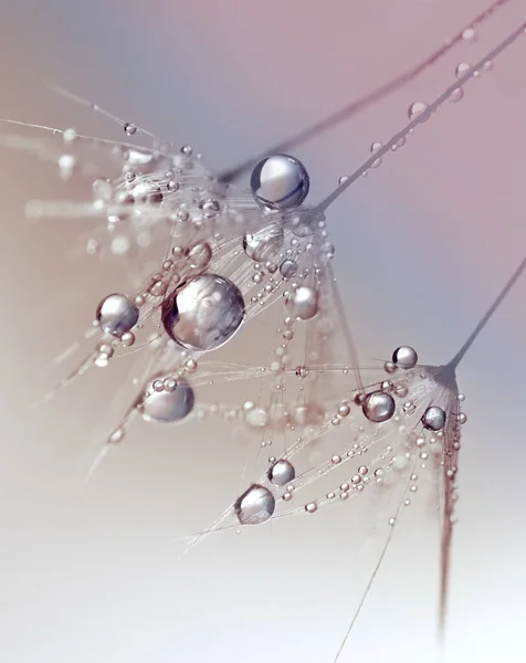 Dandelion Seeds in the drops of dew on a beautiful blurred background. Dandelions on a beautiful pastel background. Drops of dew sparkle on the dandelion. Of Silver drops on a beige background.