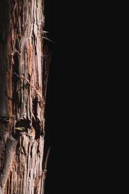 Siyah arkaplanı olan izole edilmiş bir sekoya gövdesini kapat