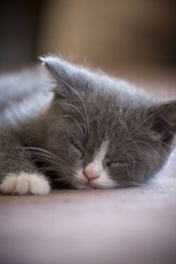 İngiliz Shortair yavru kedisi