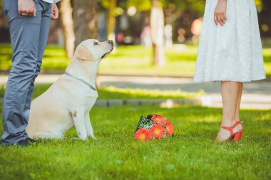 Labrador kırmızı bir buket ile