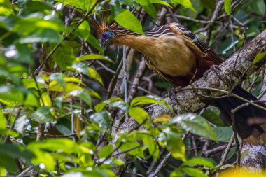 Hoatzin bir ağaç dalına oturur ve dikkatlice aşağı bakar. Hoatzin (Opisthocomus hoazin, sürüngen veya kokarca kuşu, kokuşmuş kuş veya Canje sülünü) Güney Amerika 'da bataklıklarda, ormanlarda ve mangrovlarda yaşar..