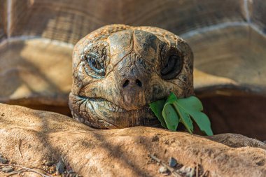 Büyük bir fil kaplumbağasının portresi (C. filtopus) yapraklı bir dal yer. Chelonoidis nigra, Galapagos ya da dev kaplumbağa kompleksi olarak da bilinir. Savunmasız bir tür..