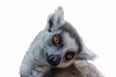 Lemur başını yana eğerek oturur. Halka kuyruklu lemur (L. catta), uzun, siyah ve beyaz halkalı kuyruklu büyük bir strepsirrhine primatıdır. Madagaskar 'ın nesli tükenmekte olan bir türü..