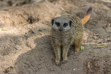 Mirket sakince kumun üzerinde duruyor ve ileriye bakıyor. Mirket (