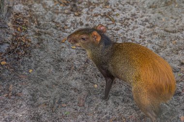 Kırmızı popolu agouti (Dasyprocta leporina) portresi. D. leporina (altın popolu, turuncu popolu veya Brezilya agouti) Güney Amerika 'nın kuzeydoğu ormanlarında yaşar..