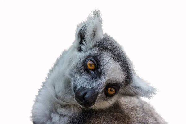 Lemur Sienta Con Cabeza Inclinada Hacia Lado Lémur Cola Anillada — Foto de Stock