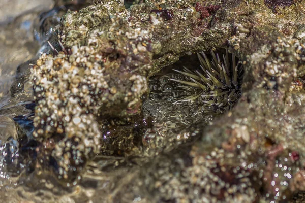 Sea urchin hid in coral in the surf. Sea urchins are members of the phylum Echinodermata, which also includes sea stars, sea cucumbers, brittle stars, and crinoids