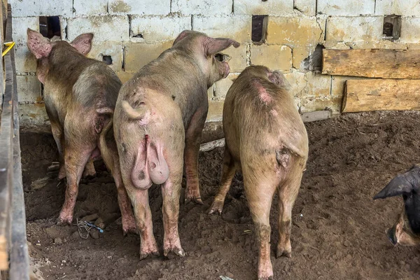 Three little pigs standing backwards wagging their tail. Shot on a farm in the Orinoco Delta (Venezuela, South America). A pig is animals in the genus Sus, within the even-toed ungulate family Suidae